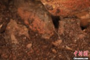 梦见洗澡江西发现蜘蛛新物种 为研究呵叻蛛属适应区域提供依据