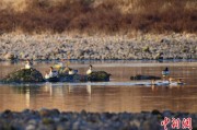 梦见洗澡歙县完成安徽首个县域生物多样性调查 共记录物种近4千种